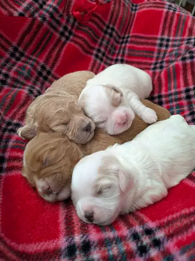 ❤️ Beautiful Shihpoo Puppies ❤️, View more