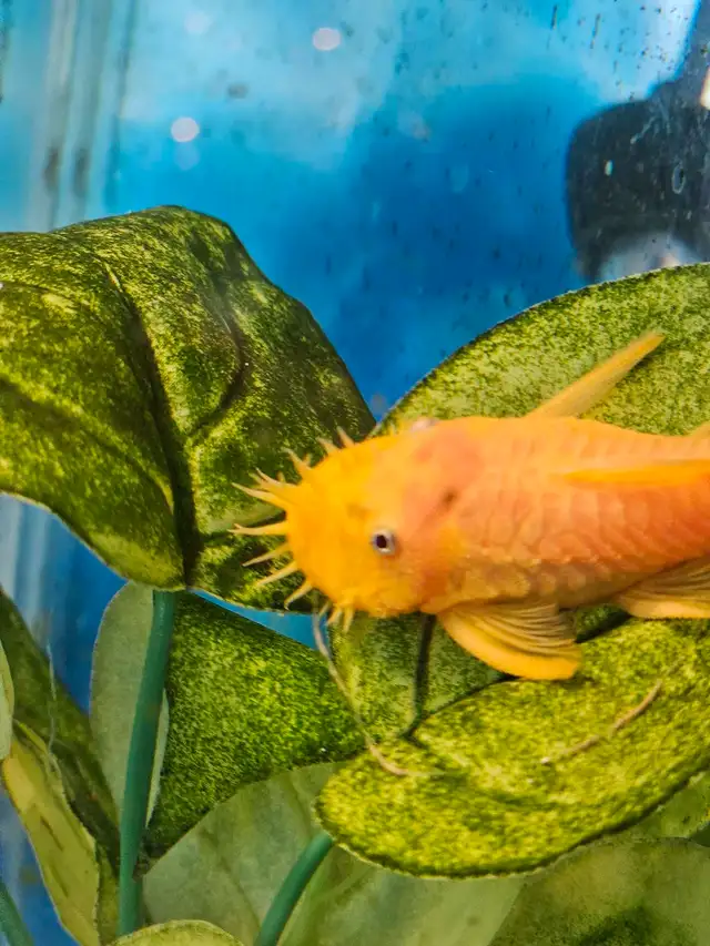 Albino Pleco For breeding Male in Fish for Rehoming in London - Image 5
