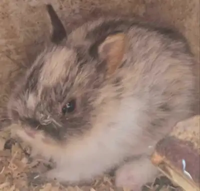 Netherland dwarf bunnies, View more