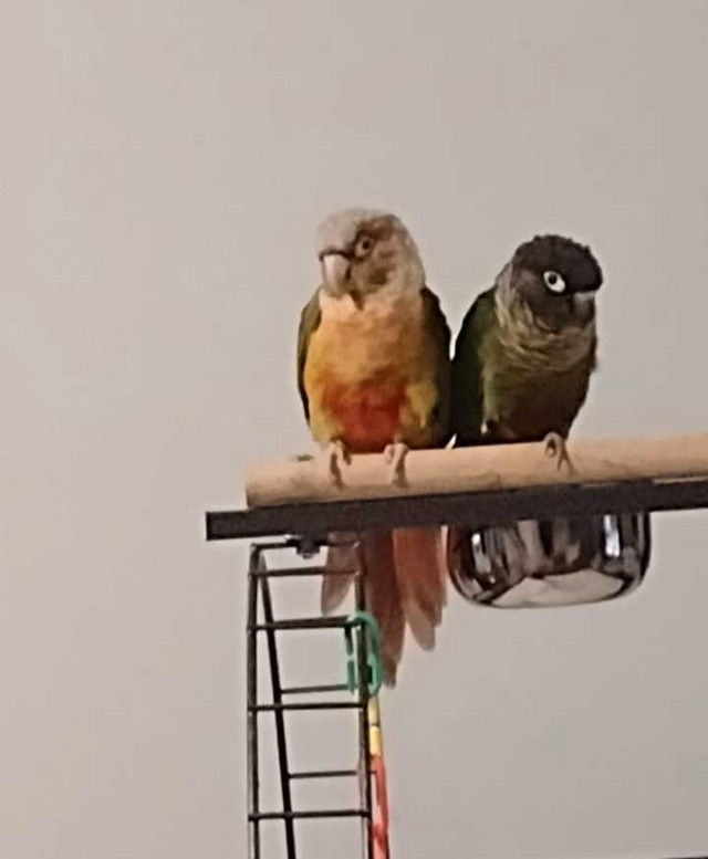 Breeding Conures in Birds for Rehoming in Windsor Region - Image 4