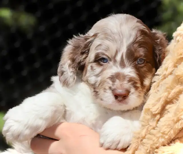 DOODLES TRÈS RARES BORDOODLES F1, CHOIX DE 6 COULEURS ,CHIOTS, in Dogs & Puppies for Rehoming in Laurentides - Image 5