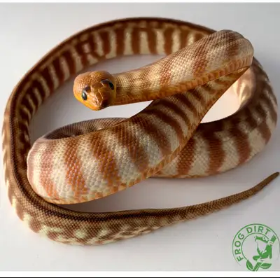 Woma Pythons, View more