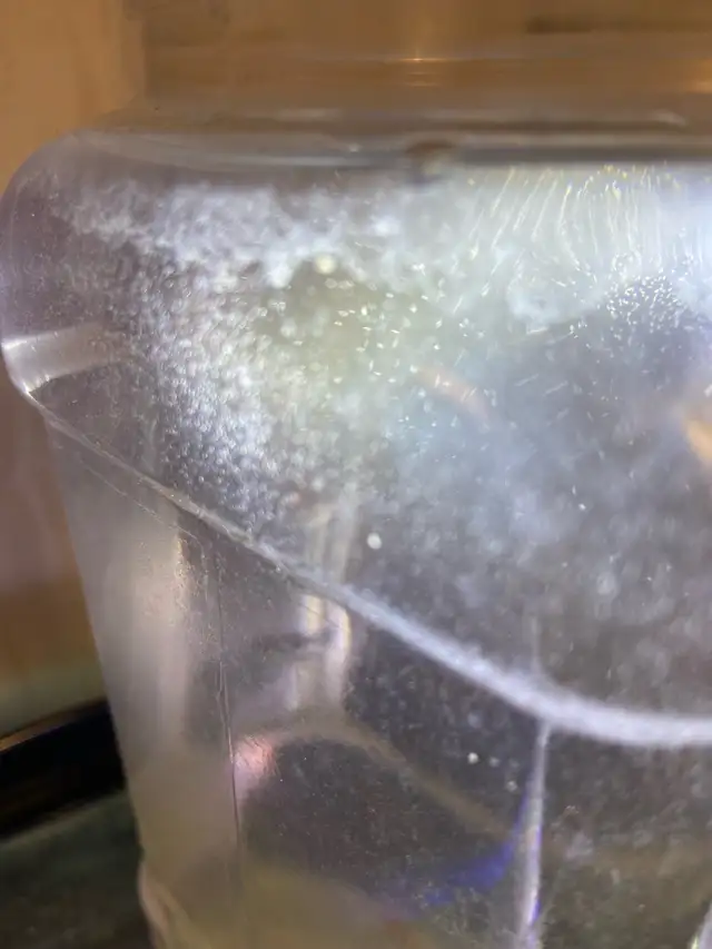 Paramecium Starter culture in Fish for Rehoming in City of Toronto - Image 2