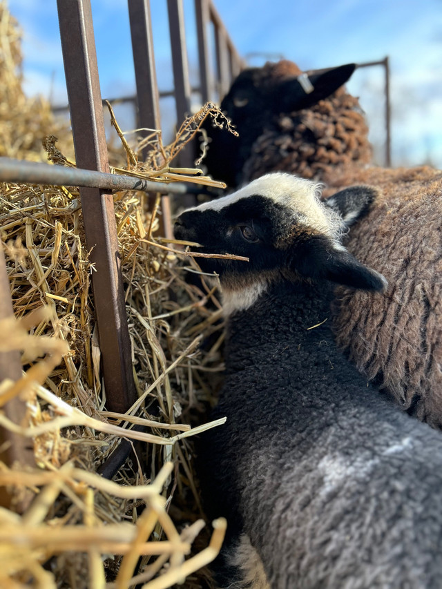 Ram lamb  in Livestock in Winnipeg - Image 4
