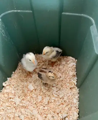 olive egger chicks, View more