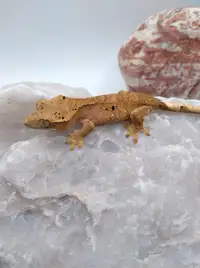 Bébé gecko à crête super dalmatien