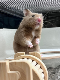 Syrian Hamster Needs a New Home
