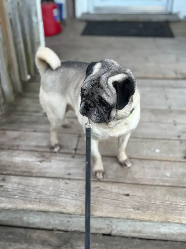 Purebred Pug Puppy 1  black female left ready to go now in Dogs & Puppies for Rehoming in City of Toronto - Image 4