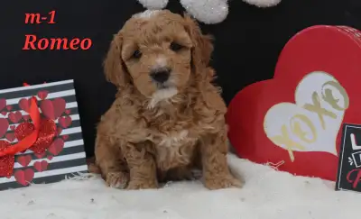 --- TEXT/CALL ONLY --- These mini goldendoodle pups will be ready for you on February 6th! :) All ha...