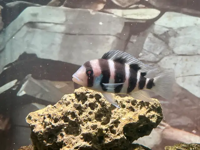 fiah  first in Fish for Rehoming in London - Image 3