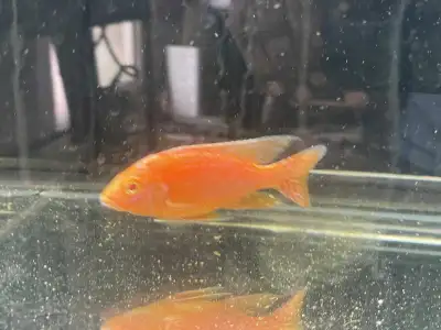 Rare albino dragon blood cichlids , View more