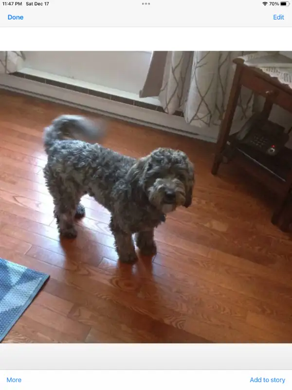 SMALL/MED PET DOG SITTER $35 day/night in Animal & Pet Services in Saint John - Image 6