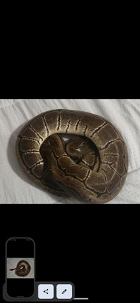 Ball python pinstripe male
