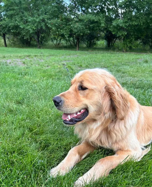 Golden Retrievers Ready for Home! in Dogs & Puppies for Rehoming in Oakville / Halton Region - Image 11