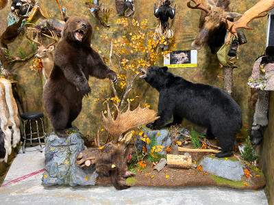 Brand new Black bear and Grizzly taxidermy