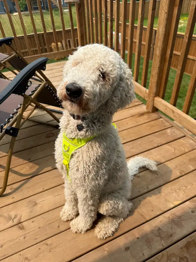 Beautiful standard male poodle, one year old, in tact in Dogs & Puppies for Rehoming in Winnipeg - Image 3