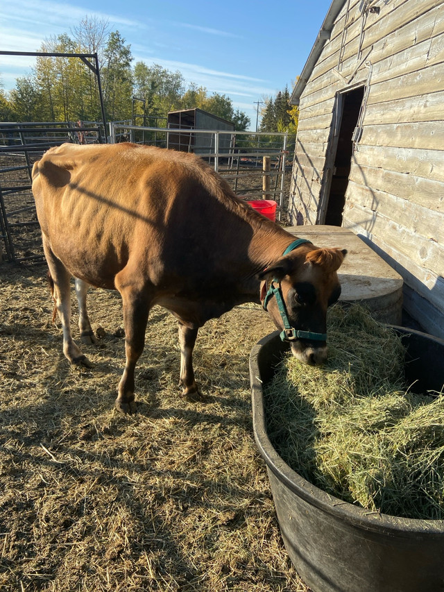 Bred Jersey Hiefer  in Livestock in Red Deer - Image 4