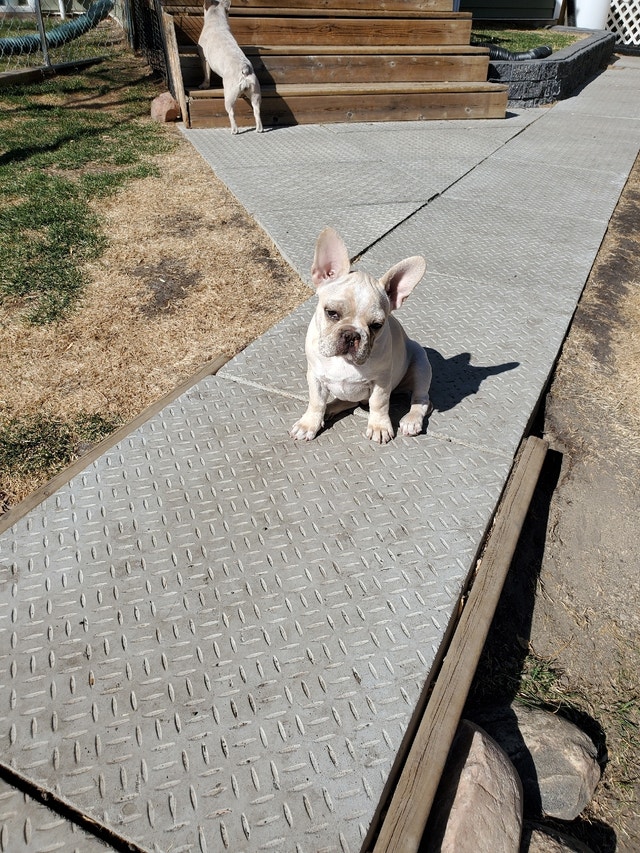 Adorable French Bulldog pups ready for new homes! Dogs & Puppies for