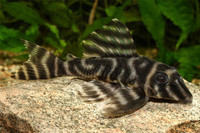Venezuelan Zebra Plecostomus