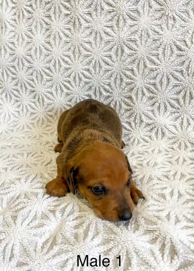 Mini dachshund puppies, View more