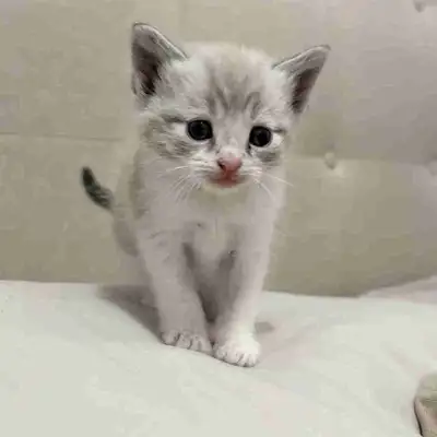 Ragdoll mix kittens , View more