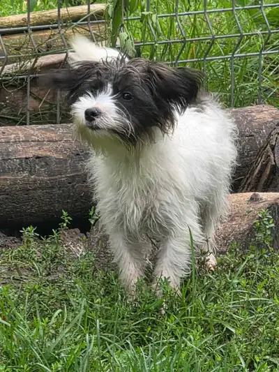 Morkie Female Puppy , View more