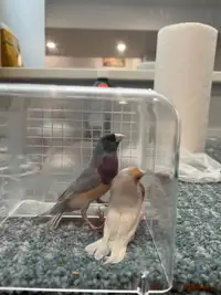 Gouldian Finches FOR SALE