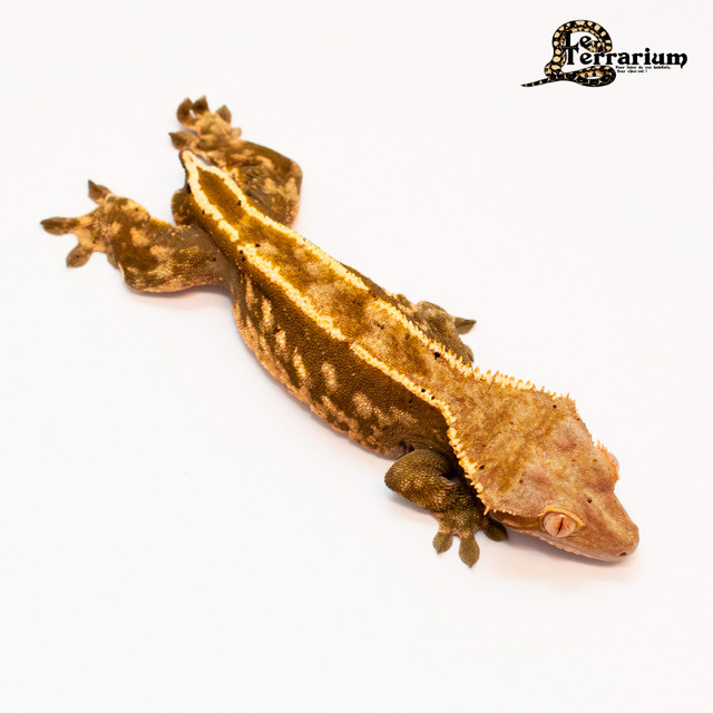 Gecko à crête - Olive harlequin partiel pinstripe - Mâle dans Reptiles et amphibiens à adopter  à Ville de Québec - Image 2