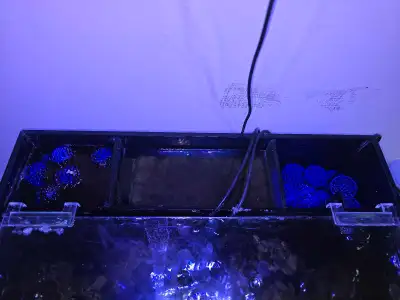 30 gollum saltwater tank up for Grabs, fish in photos not included.Other fishes are