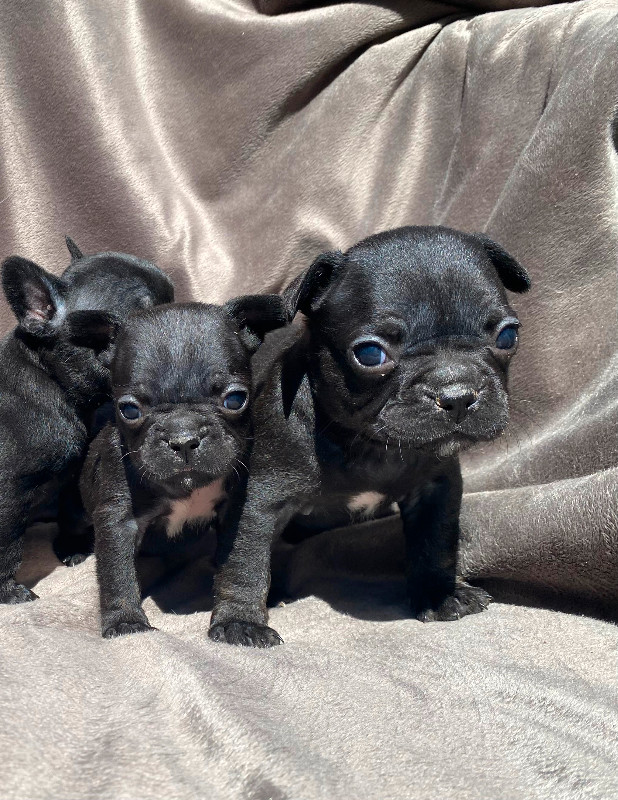 Quality French bulldog puppies in Dogs & Puppies for Rehoming in Barrie - Image 3