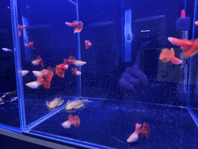 Albino guppies in Fish for Rehoming in Burnaby/New Westminster - Image 2
