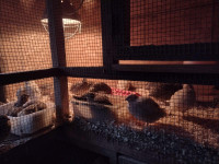 Variety of Breeds-Hatching Eggs Available