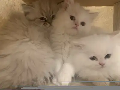  chatton persan , View more