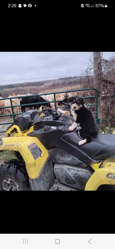 Selling 2019 can am 570 runs good new pistons and valves has demon axles and hmf exhaust with stock....