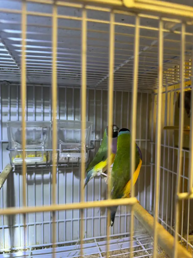 Gouldian finche  in Other in City of Toronto - Image 6