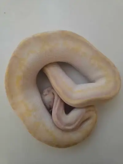 1.0 Banana OD Pastel Freeway Ball Python - Trade, View more