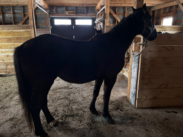 4 year old  standard bred cross gelding in Horses & Ponies for Rehoming in Charlottetown - Image 3