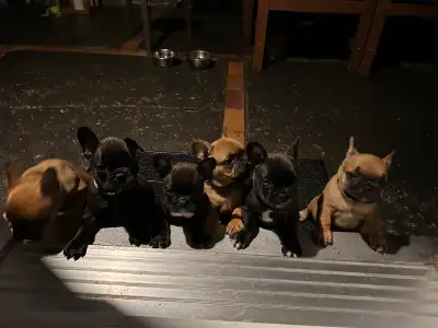 Bouledogue Français à vendre , View more