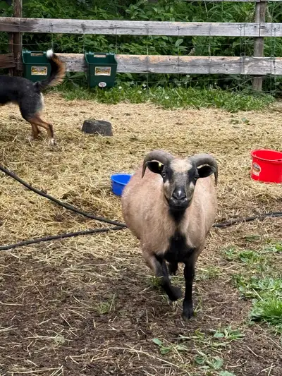 Pure unregistered Icelandic Ewe. Great mom! All her births have been unassisted and she is very very...