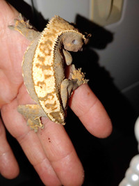 Young Male Cream Crested Gecko 