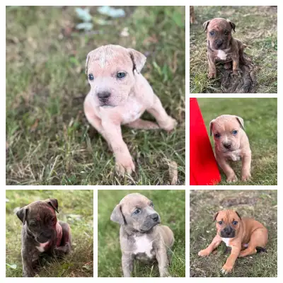 ✨Looking for a forever HOME✨, View more