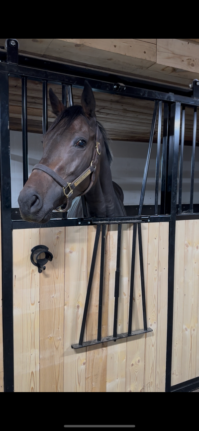 Jument 2 ans 1/2, View more