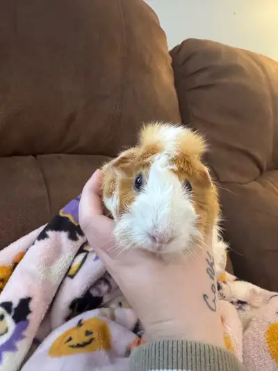 1 Guinea pig for rehoming, View more