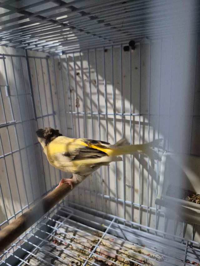 Male canary $100 in Birds for Rehoming in London - Image 3