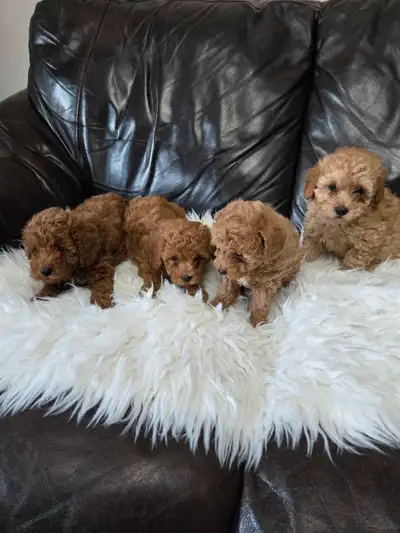 Toy poodle  puppies, View more