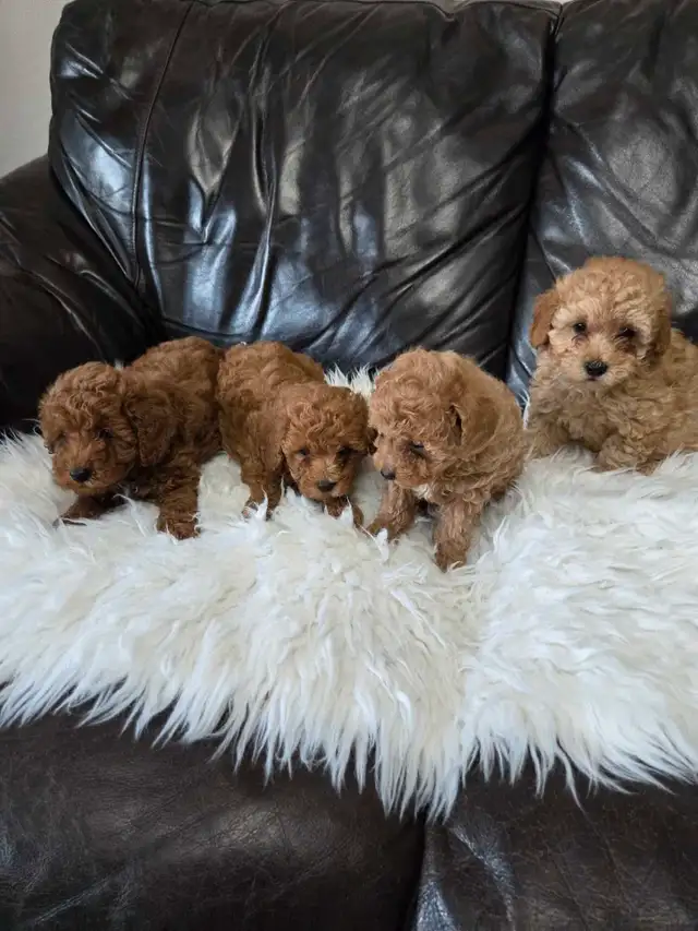 Toy poodle  puppies 2 male left in Dogs & Puppies for Rehoming in Winnipeg - Image 2