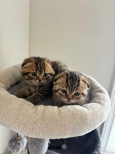 Scottish Fold Kittens, View more