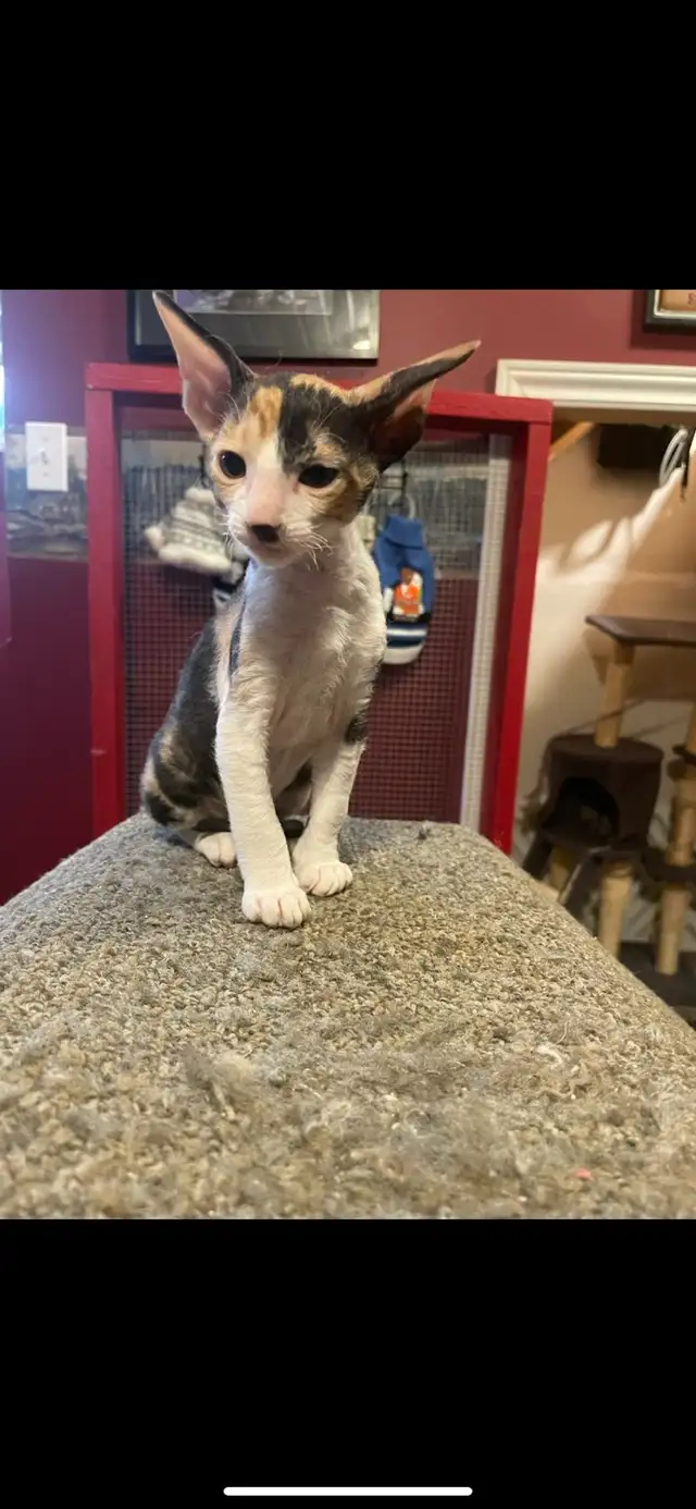 Cornish Rex Kittens