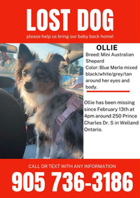 LOST OLLIE