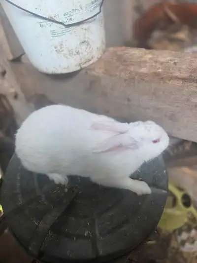 Young new Zealand rabbits 15 each Mature buck 25